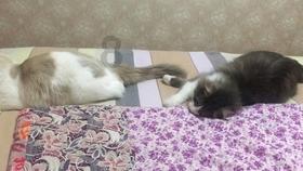 28岁男子脑卒中入院，陪同的家人中，父亲和妻子都被查出高血压
